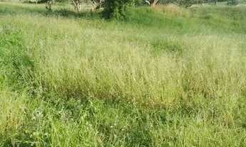 Imagem 5: Excelente oportunidade de comprar sua fazenda de 90 t, às margens da BR 324 N