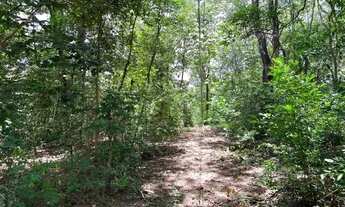 Imagem 7: Sitio 35.000m² com casa, espaço gourmet, agua correntes nos fundos, poço de peixes