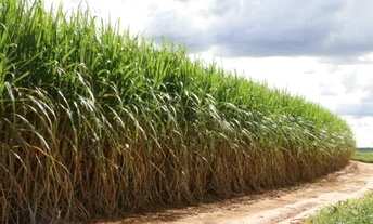 Imagem: 90 de Cana em Nhandeara