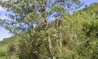 Imagem 6: Terreno a venda na Estrada Geral do bairro Ratones