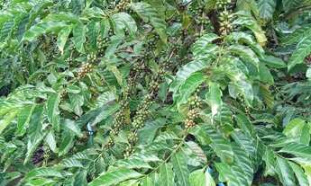 Imagem 2: Venda-se está chácara de 5.000 mil m² no Município de Mimoso do Sul/ES