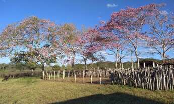 Imagem 5: Fazenda de criação pecuária