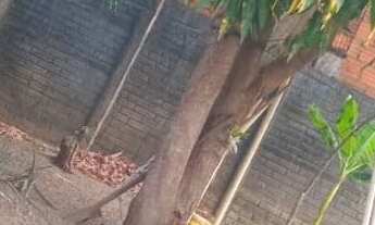 Imagem 2: CASA com LOTE GRANDE no Jardim Paulista com 2 quartos, aréa total 466,05 m²