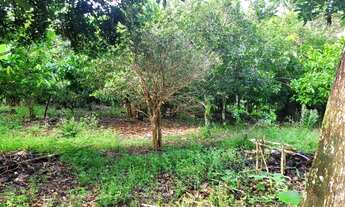 Imagem 6: Vendo excelente sítio em Valença Bahia