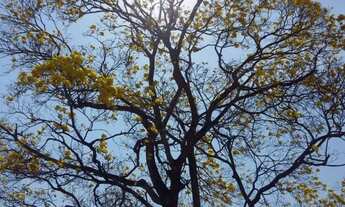 Imagem 5: Chácara em condomínio fechado a 40 km de Goiânia