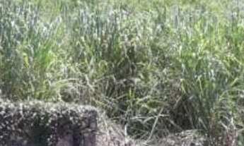 Imagem 7: Terreno no bairro Freguesia (Jacarepaguá