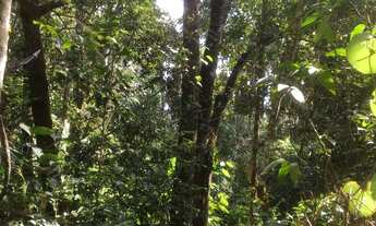 Imagem 3: Área chácara vende, 20.000 m2, 6 minutos da cidade, mata preservada, bom pra chalé- Pirenó