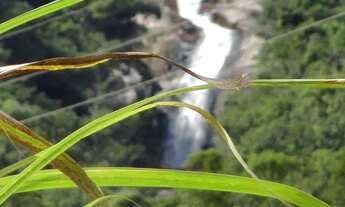 Imagem 4: Belissimo Sitio Em São João Batista