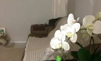 Imagem 4: Apartamento em Campinas