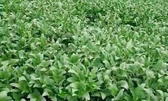 Imagem 2: Excelente fazenda dupla aptidão com 969 hectares à venda em Arinos - MG