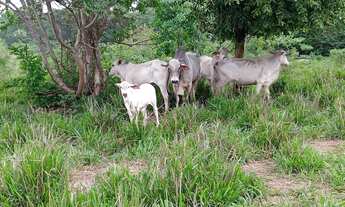 Imagem: Fazendinha 7 Alqueires)Saída pirapora!!!