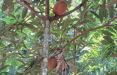 Imagem 4: CASA COM SÍTIO Chácara com venda por R$200.000