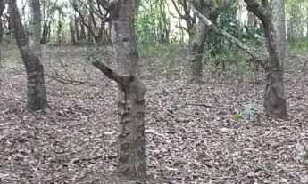 Imagem: Atlântica Imóveis tem excelente terreno