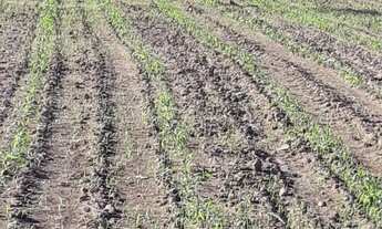 Imagem 6: Chácara 10.63há em Santo Antônio do Leverger