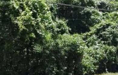 Imagem 6: AREA - DA LAGOA - SP