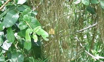 Imagem 4: SITIO BAIRRO ENCONTRO DAS ÁGUAS EM ESMERALDAS/MG R$480.000,00