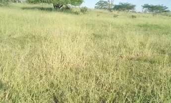 Imagem 3: Excelente oportunidade de comprar sua fazenda de 90 t, às margens da BR 324 N