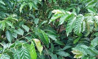 Imagem 4: Venda-se está chácara de 5.000 mil m² no Município de Mimoso do Sul/ES