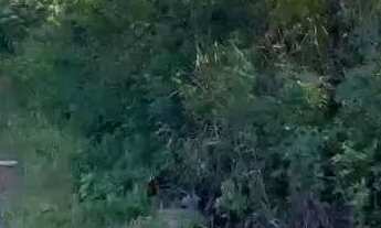 Imagem 2: Terreno em Redonda Icapuí