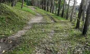 Imagem 7: Fazenda com 45 ha para gado no JAPÚ municipio de Ilhéus