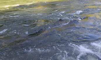 Imagem 7: Fazenda para venda 25 Alqueires em Zona Rural - Heitoraí - GO