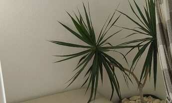 Imagem 7: Alugo apartamento anual