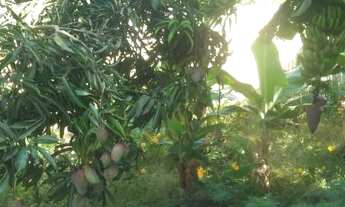 Imagem 3: Chácara com 5 Dormitórios à Venda, 5077m² Por R$ 650.000,00 - Pinheirinho - Taubaté/SP