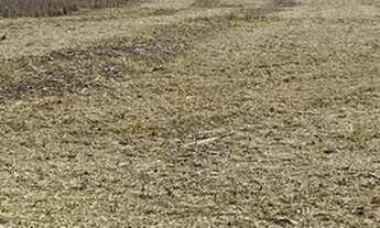 Imagem 4: Fazenda Pedro Afonso