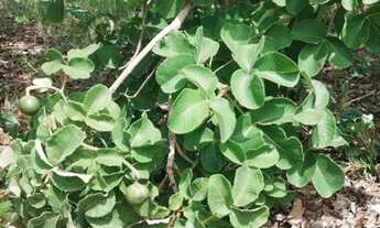 Imagem 3: Vendo chácara em Felixlândia