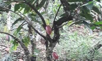 Imagem 6: Fazenda 16 hectares