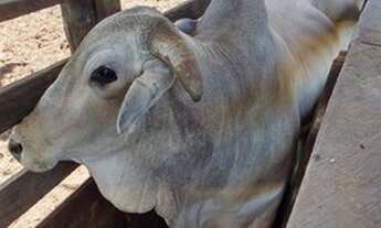 Imagem 6: Chácara à venda em Santa Fé de Minas/MG
