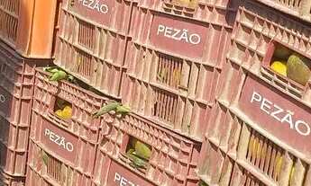 Imagem 7: Sitio em itaborai