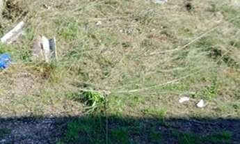 Imagem: Terreno Na Passagem Do Maciambu / Palhoça