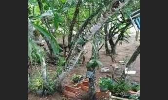 Imagem 3: Vendo sítio em Iuna