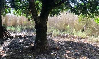 Imagem 3: Chácara 5.000 m² com córrego - PATO SELVAGEM