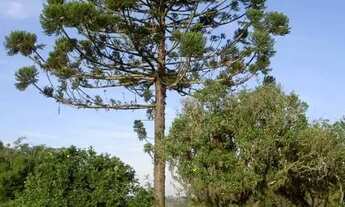 Imagem 5: Fazenda em Rua São Nicolau - Vila Imperial - Gravataí/RS