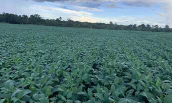 Imagem 4: Fazenda Excelente, Cidade de Dois Irmãos ( 234 Alqueires