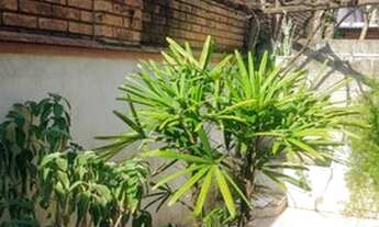 Imagem: Casa de condomínio térrea, Morumbi Sul