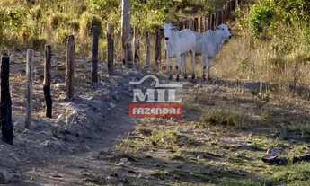 Imagem 2: Fazenda em Montividiu do Norte 57 Alqueires (275,8 Hectares) - GO