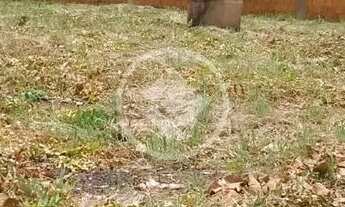 Imagem: TERRENO VENDA RESIDENCIAL NOVA ESPERANÇA