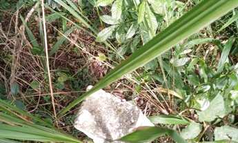 Imagem 3: Área em Campo Largo