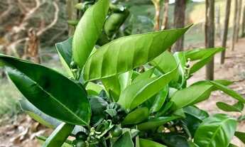 Imagem 2: Sítio em Mogi das Cruzes com Rio em área de 3.500m²