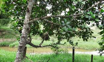 Imagem 2: Roça de Cacau / Sítio em Laje - Bahia