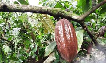 Imagem 9: Roça de Cacau / Sítio em Laje - Bahia