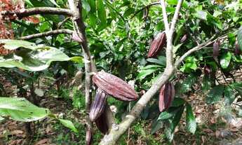 Imagem 6: Roça de Cacau / Sítio em Laje - Bahia