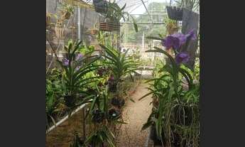 Imagem 3: Orquidário ecomerce empresa em funcionamento