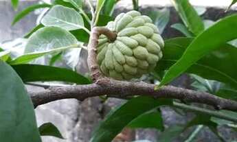 Imagem 2: JA11 - Casa em Viana c/ 2 quartos em Marcilio