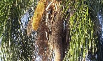 Imagem 7: Chácara dentro da cidade