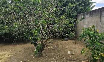 Imagem 6: Vendo pequeno sítio em Santo Antônio de Jesus