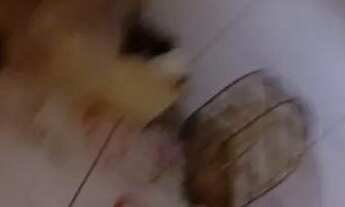 Imagem 3: Casa pra alugar Apartamento com 2 dormitórios